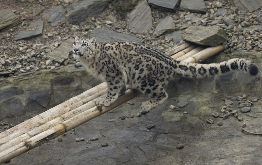 Pantery śnieżne w ZOO Wrocław