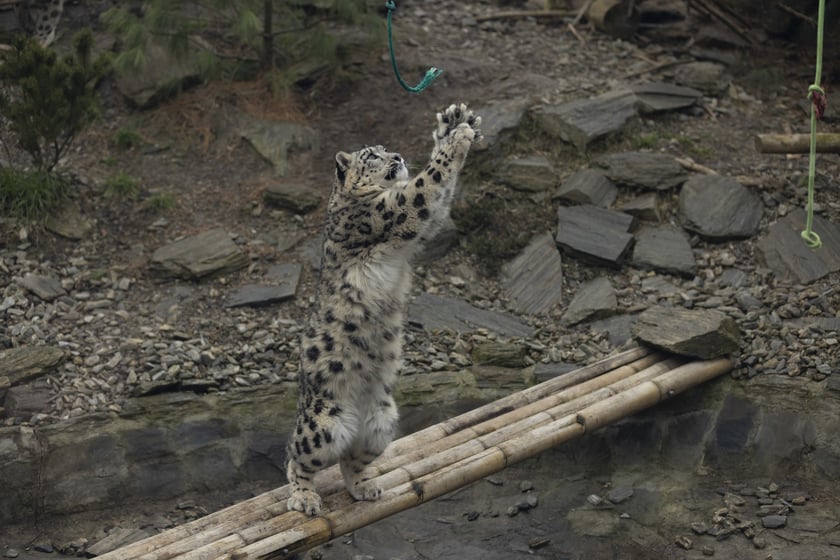 Pantery śnieżne w ZOO Wrocław