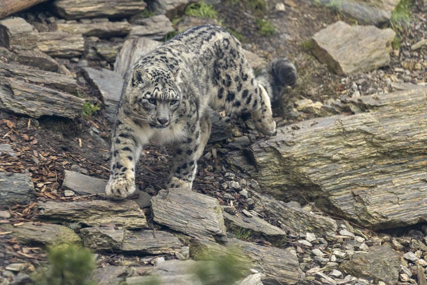 Pantery śnieżne w ZOO Wrocław