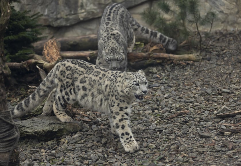 Pantery śnieżne w ZOO Wrocław