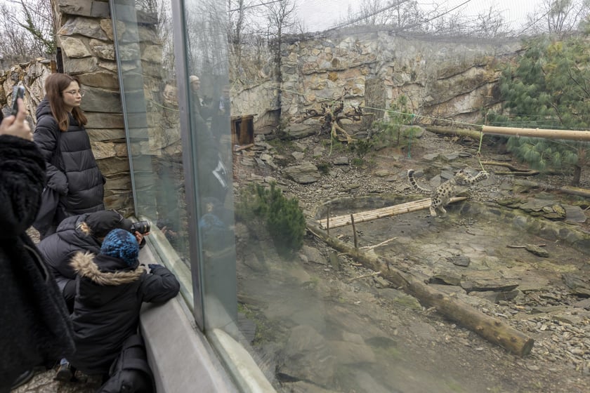 Pantery śnieżne w ZOO Wrocław