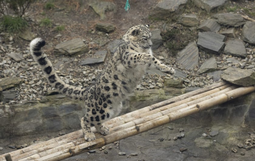 Pantery śnieżne w ZOO Wrocław