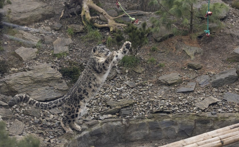 Pantery śnieżne w ZOO Wrocław