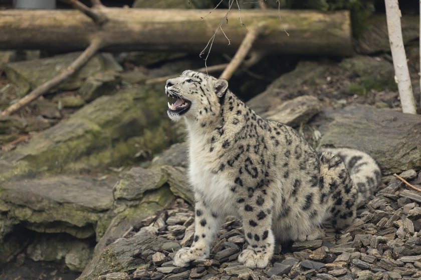 Pantery śnieżne w ZOO Wrocław