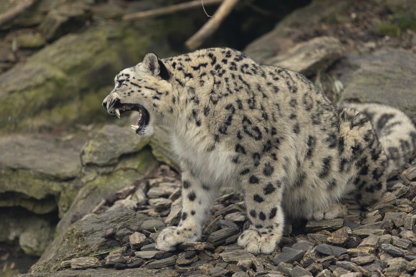 Pantery śnieżne w ZOO Wrocław