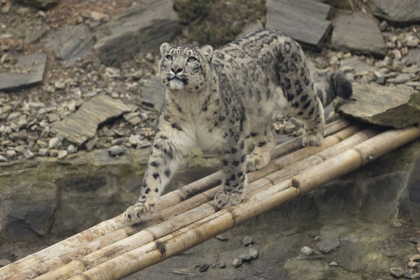Pantery śnieżne w ZOO Wrocław