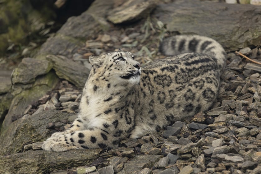 Pantery śnieżne w ZOO Wrocław