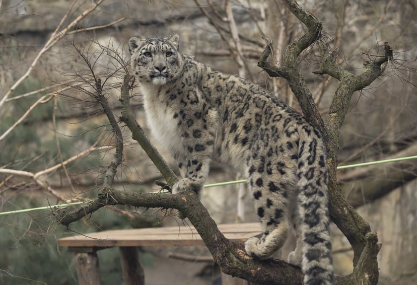 Pantery śnieżne w ZOO Wrocław