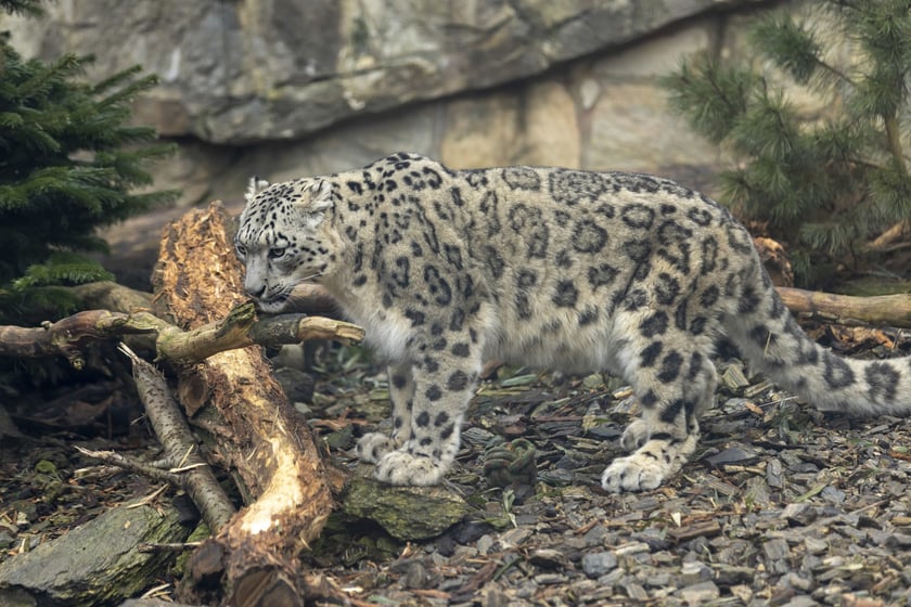 Pantery śnieżne w ZOO Wrocław