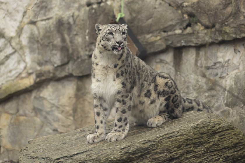 Pantery śnieżne w ZOO Wrocław