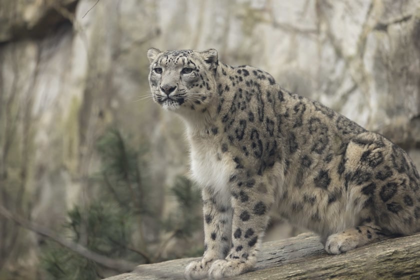 Pantery śnieżne w ZOO Wrocław