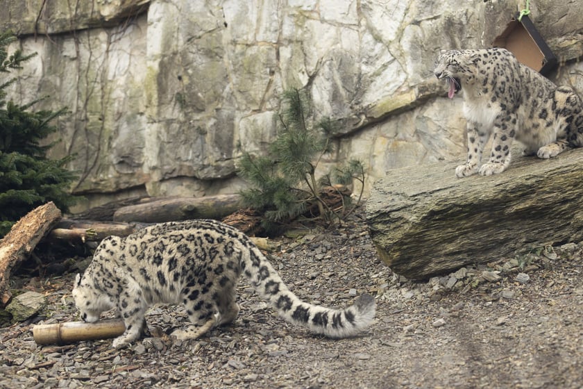 Pantery śnieżne w ZOO Wrocław