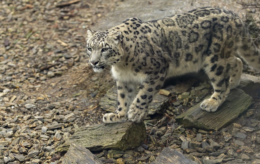 Pantery śnieżne w ZOO Wrocław
