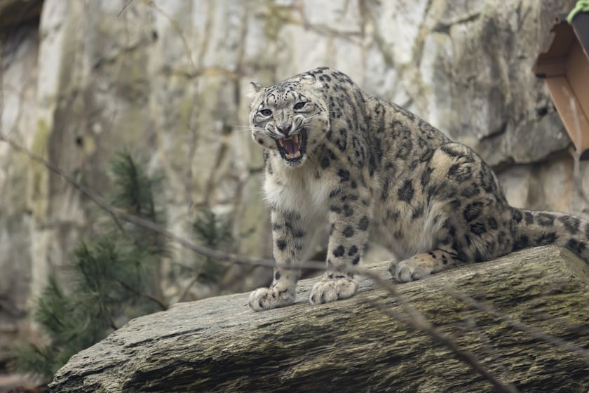 Pantery śnieżne w ZOO Wrocław