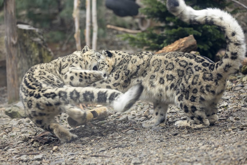 Pantery śnieżne w ZOO Wrocław