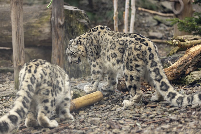 Pantery śnieżne w ZOO Wrocław