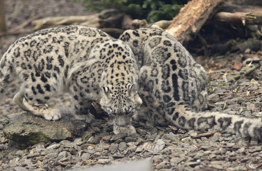 Pantery śnieżne w ZOO Wrocław