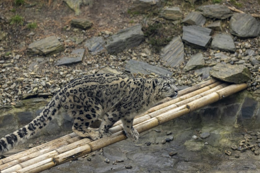 Pantery śnieżne w ZOO Wrocław
