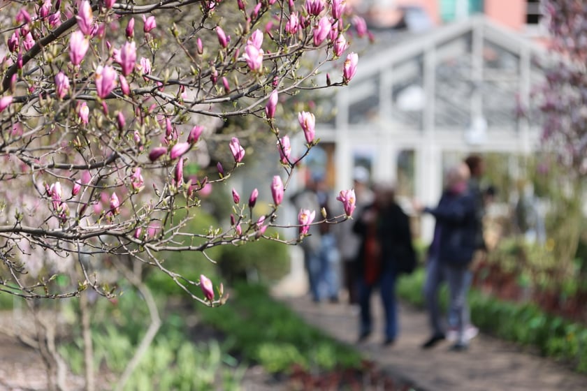 Festiwal Magnolii w Ogrodzie Botanicznym