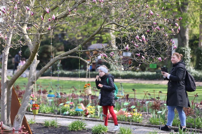 Festiwal Magnolii w Ogrodzie Botanicznym