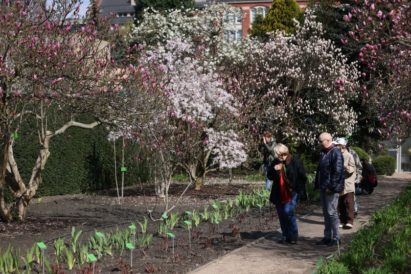 Festiwal Magnolii w Ogrodzie Botanicznym