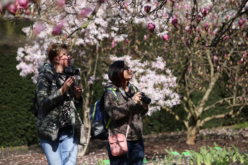 Festiwal Magnolii w Ogrodzie Botanicznym