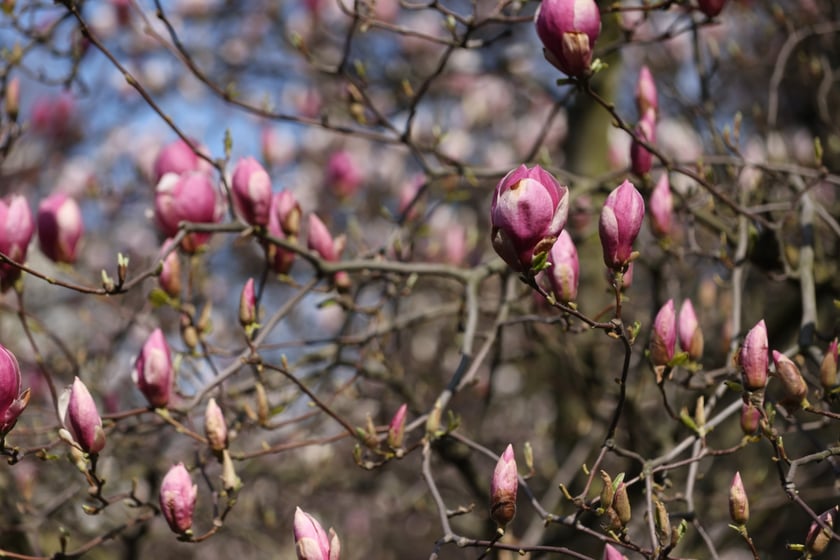 Festiwal Magnolii w Ogrodzie Botanicznym