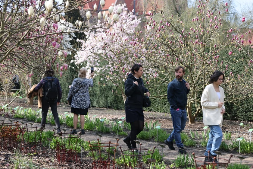 Festiwal Magnolii w Ogrodzie Botanicznym