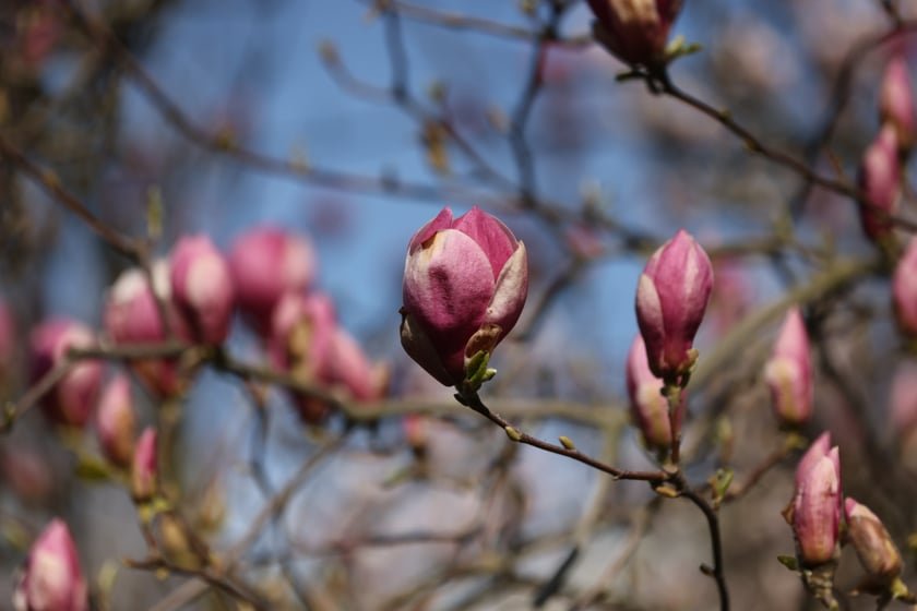Festiwal Magnolii w Ogrodzie Botanicznym