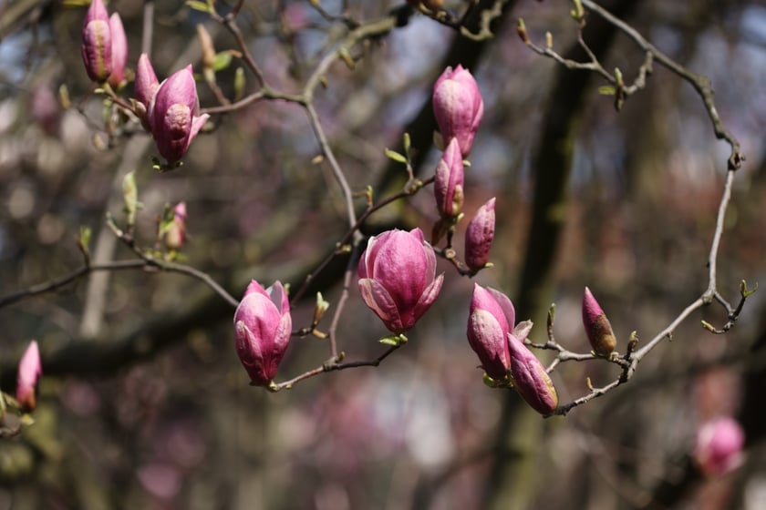 Festiwal Magnolii w Ogrodzie Botanicznym