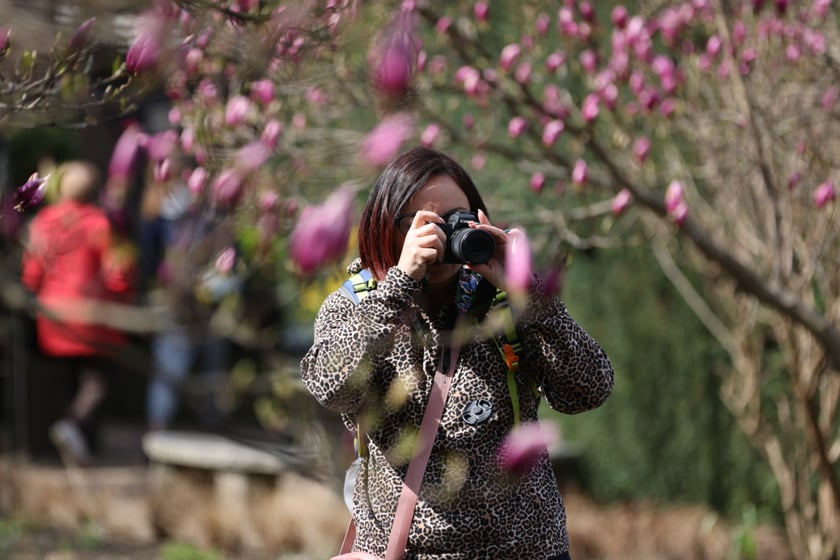 Festiwal Magnolii w Ogrodzie Botanicznym