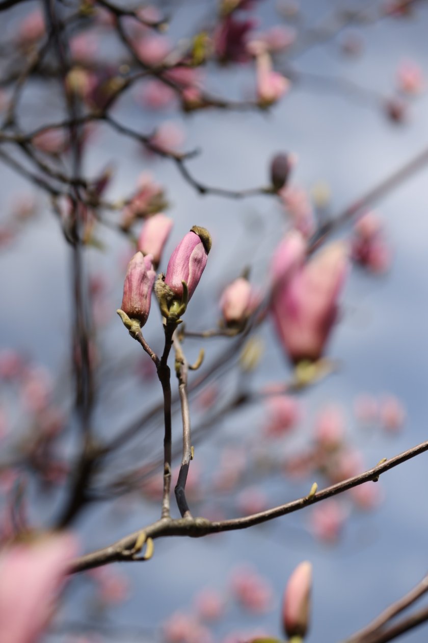 Festiwal Magnolii w Ogrodzie Botanicznym