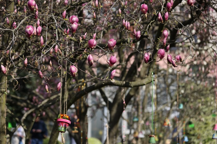 Festiwal Magnolii w Ogrodzie Botanicznym