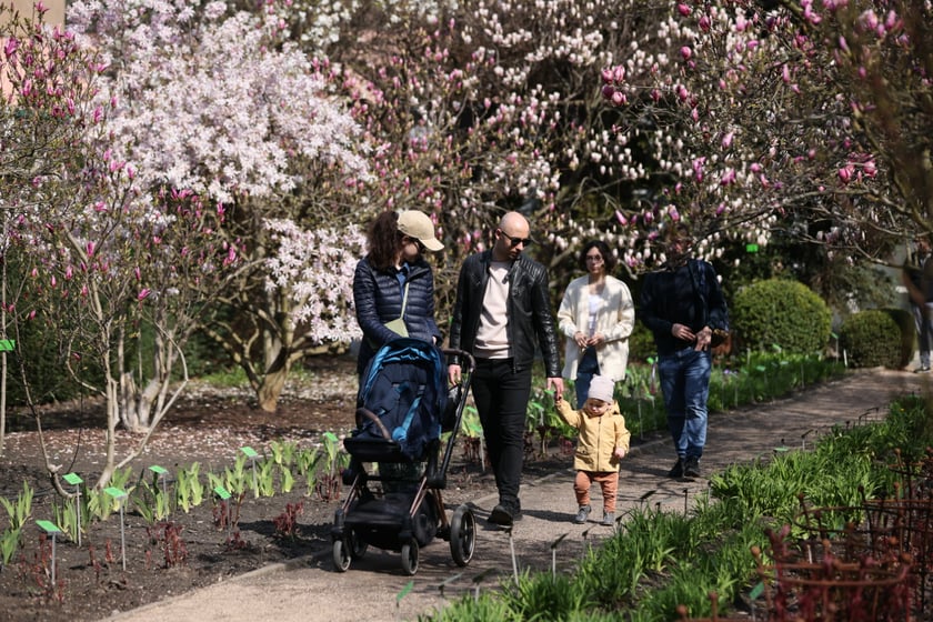 Festiwal Magnolii w Ogrodzie Botanicznym