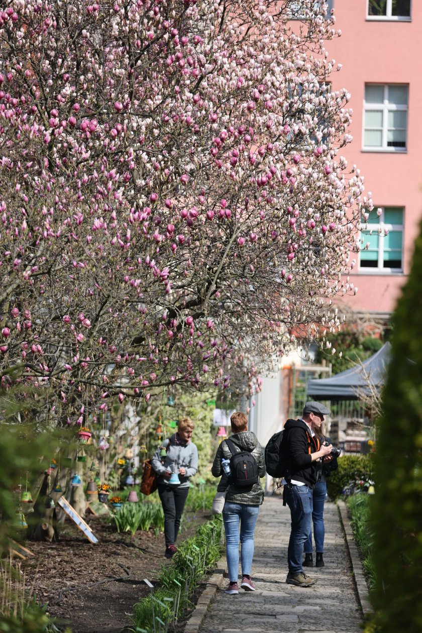 Festiwal Magnolii w Ogrodzie Botanicznym