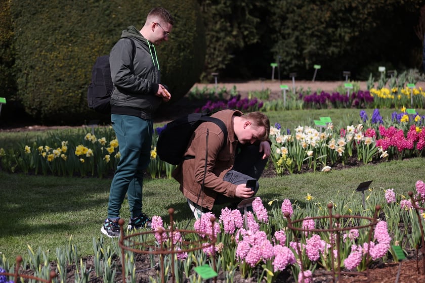 Festiwal Magnolii w Ogrodzie Botanicznym