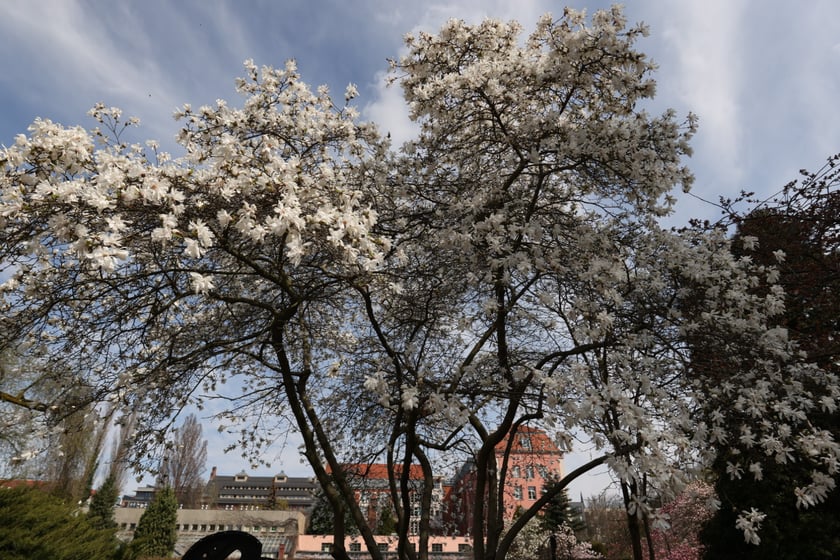 Festiwal Magnolii w Ogrodzie Botanicznym