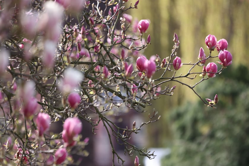 Festiwal Magnolii w Ogrodzie Botanicznym