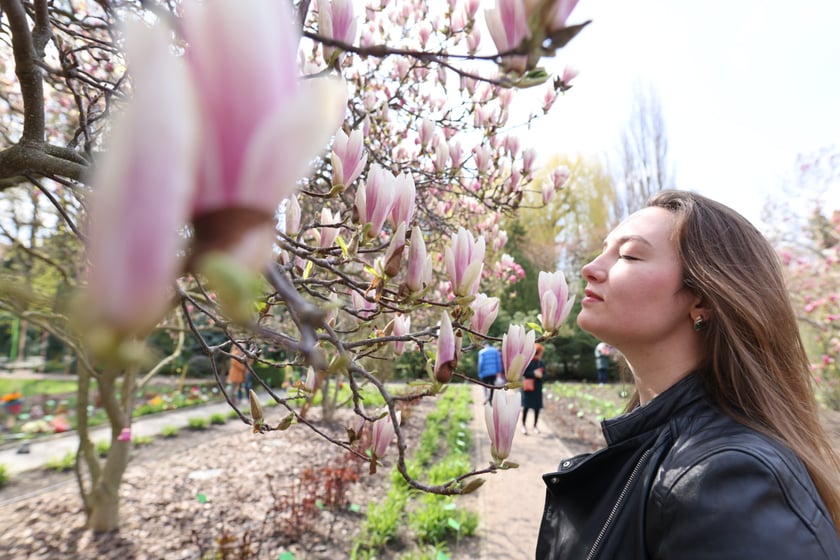 Festiwal Magnolii w Ogrodzie Botanicznym