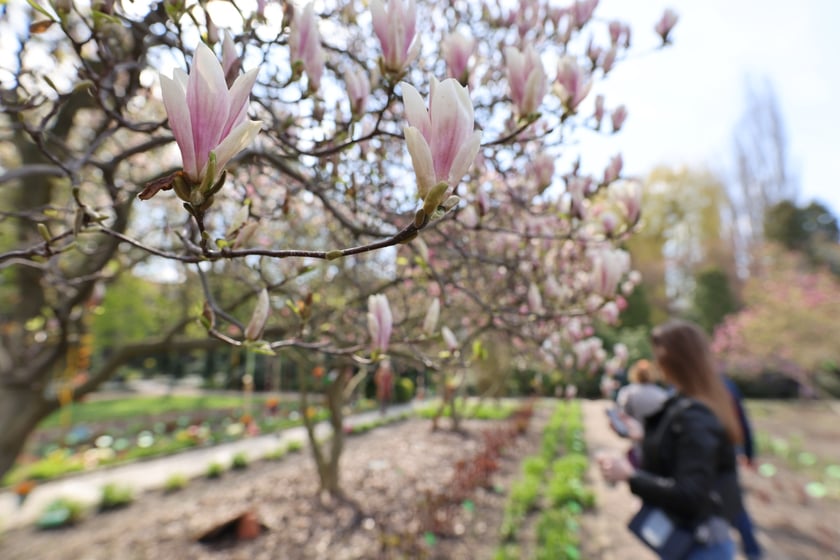 Festiwal Magnolii w Ogrodzie Botanicznym