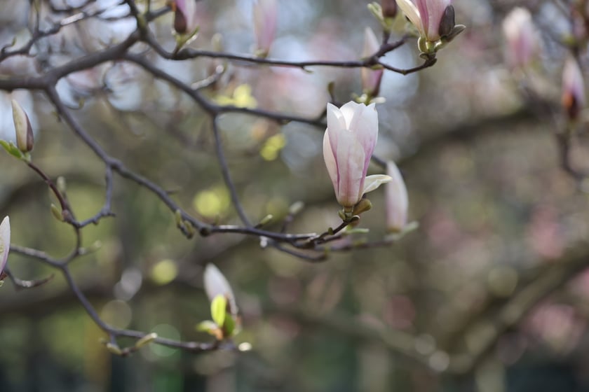 Festiwal Magnolii w Ogrodzie Botanicznym