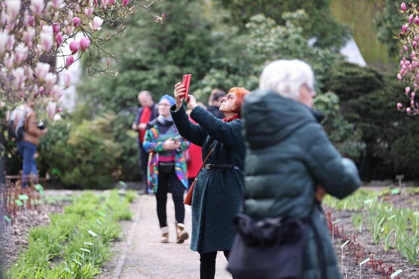 Festiwal Magnolii w Ogrodzie Botanicznym