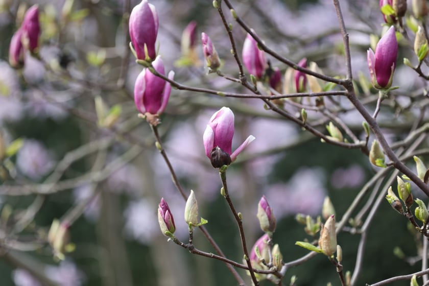 Festiwal Magnolii w Ogrodzie Botanicznym