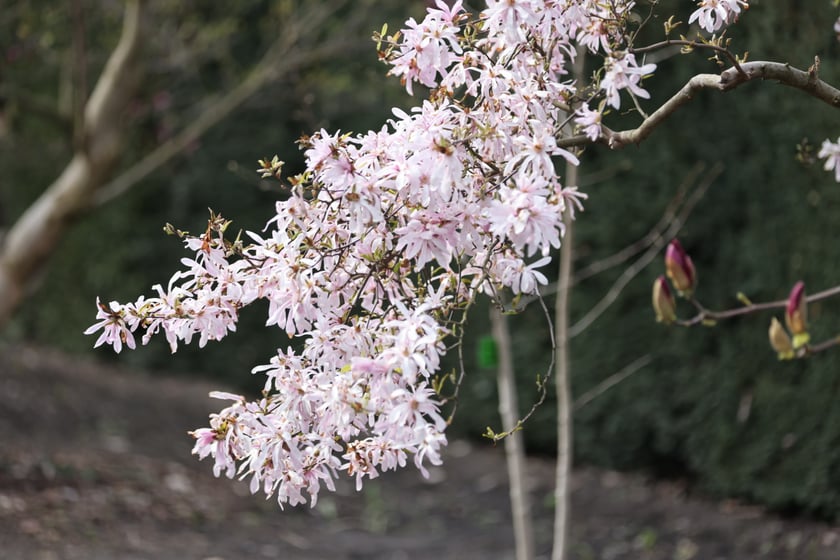 Festiwal Magnolii w Ogrodzie Botanicznym