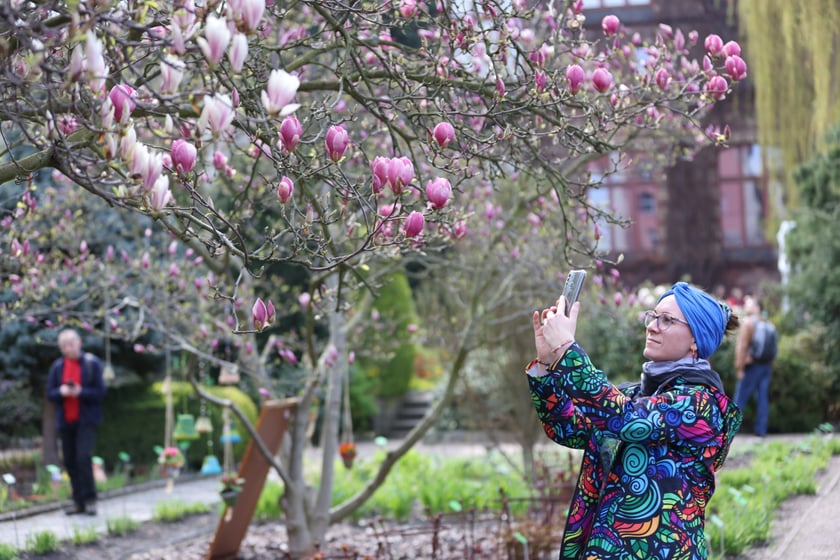 Festiwal Magnolii w Ogrodzie Botanicznym