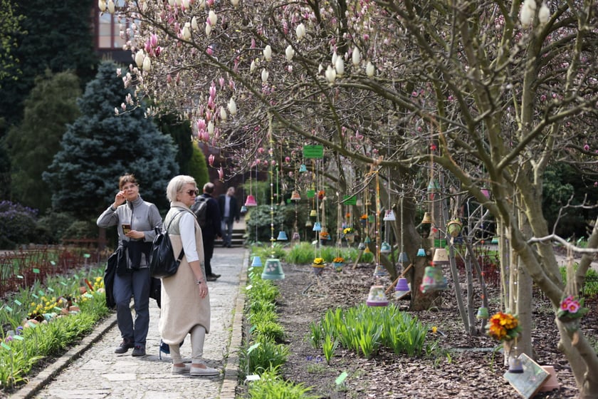 Festiwal Magnolii w Ogrodzie Botanicznym