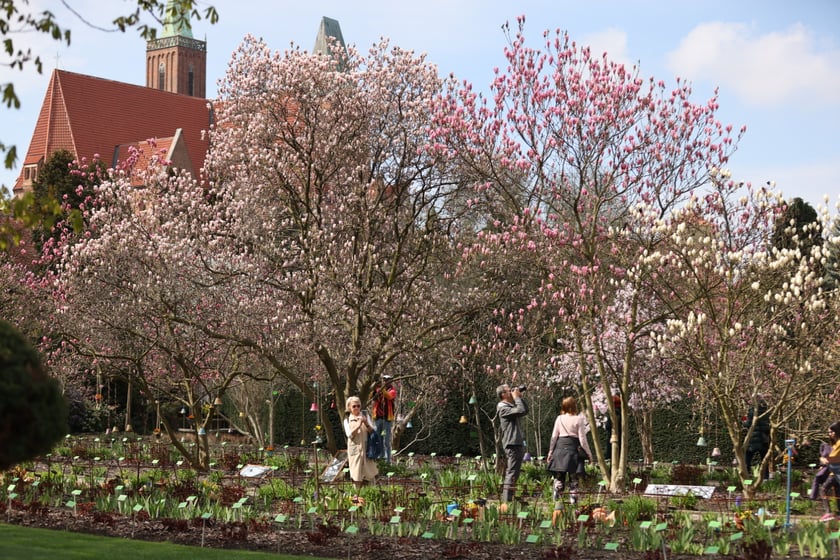Festiwal Magnolii w Ogrodzie Botanicznym