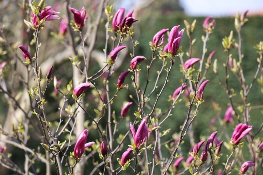 Festiwal Magnolii w Ogrodzie Botanicznym
