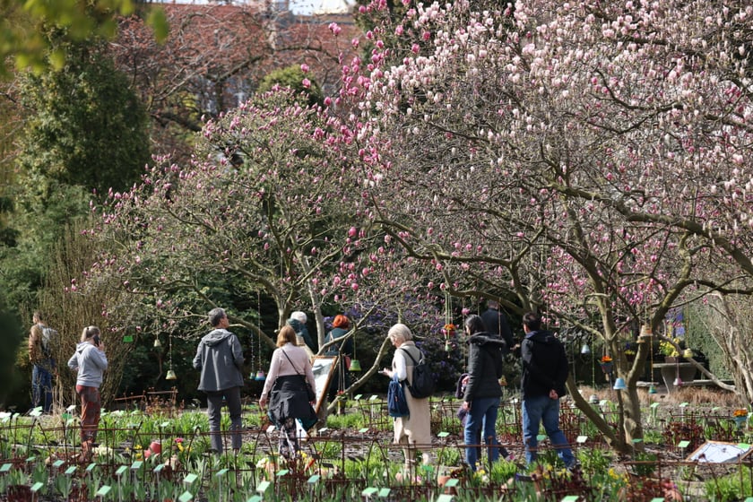 Festiwal Magnolii w Ogrodzie Botanicznym