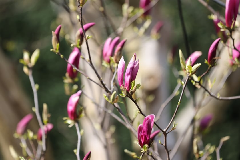 Festiwal Magnolii w Ogrodzie Botanicznym